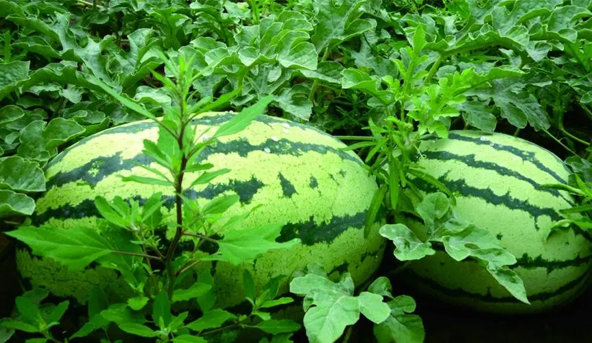 西瓜冷庫(kù)的建造 保鮮冷藏庫(kù)安裝設(shè)計(jì) 西瓜冷庫(kù)的建造 保鮮冷藏庫(kù)安裝設(shè)計(jì)