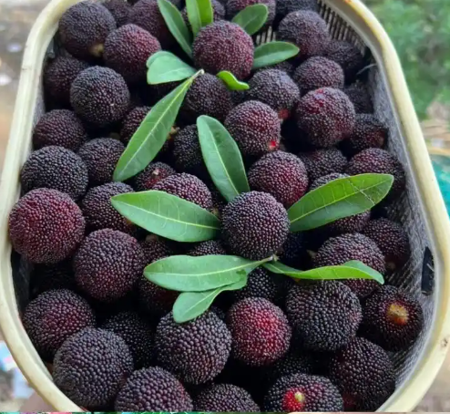 無錫100平楊梅保鮮庫造價多少？_上海開冉制冷