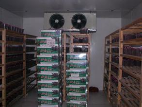 楊梅保鮮冷庫(kù)保鮮方法