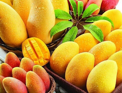 廣西大型芒果保鮮冷庫安裝設計，芒果冷庫保鮮貯藏技術方法