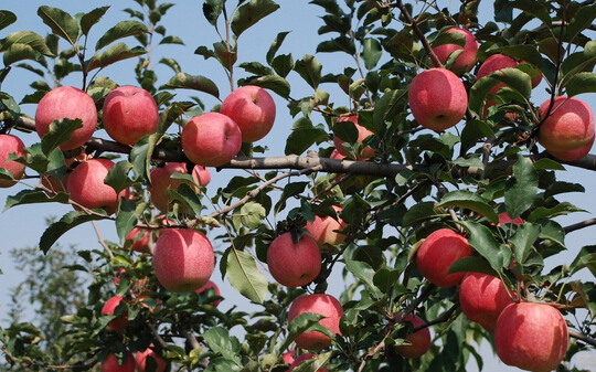 2000噸蘋果冷藏庫(kù)建設(shè)