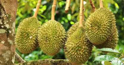 建一個200噸的榴蓮冷庫多少錢,榴蓮保鮮庫耗電量kw/h